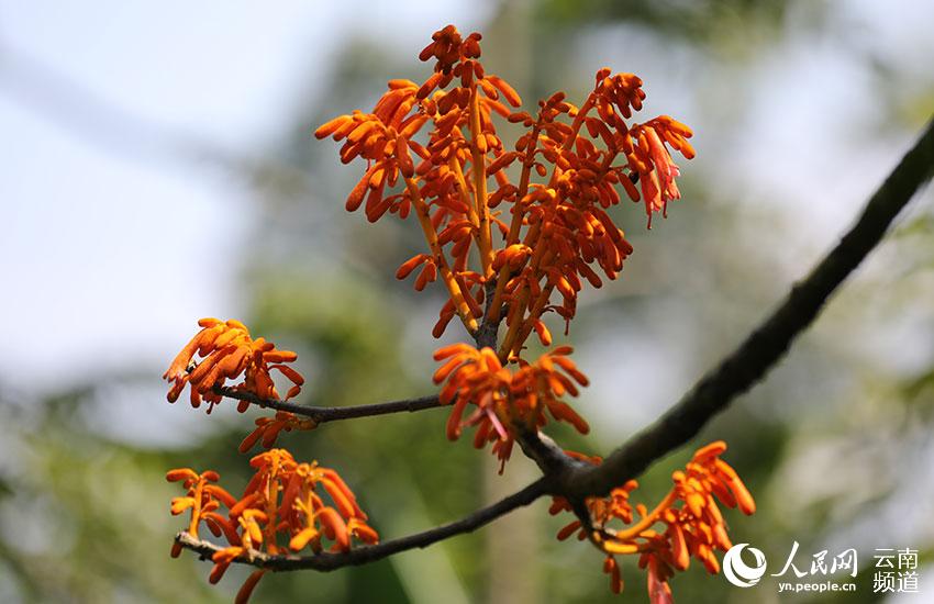 Descubren en Yunnan cuatro comunidades de una planta en peligro de extinción