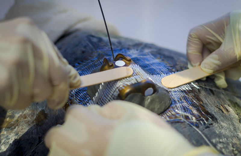 Los miembros del personal conectan un rastreador por satélite a una tortuga marina para futuras investigaciones, con la esperanza de aprender más sobre su hábitat. (Foto / Liu Sunmou)