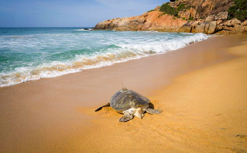 Una tortuga marina se dirige hacia el agua en el condado autónomo Li de Lingshui, en la provincia de Hainan, en el sur de China. (Foto / Liu Sunmou)