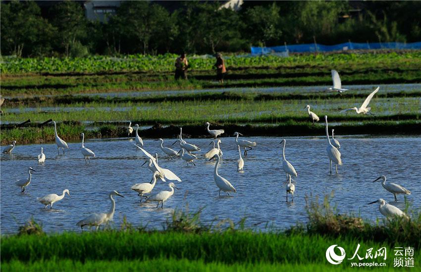 67 tipos de aves acuáticas te ofrecen la bienvenida en Tengchong