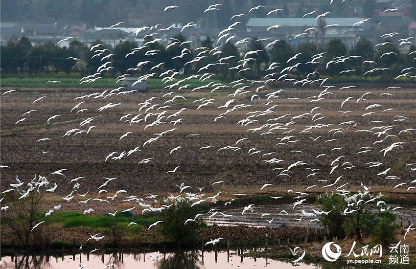 67 tipos de aves acuáticas te ofrecen la bienvenida en Tengchong