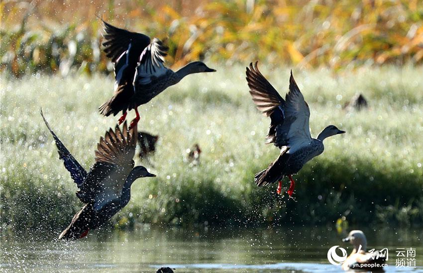 67 tipos de aves acuáticas te ofrecen la bienvenida en Tengchong