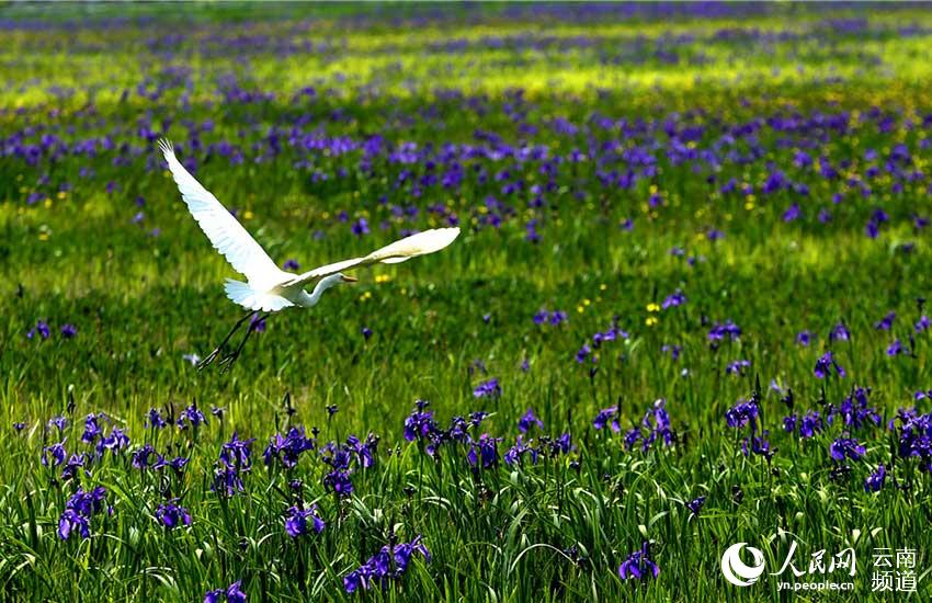 67 tipos de aves acuáticas te ofrecen la bienvenida en Tengchong