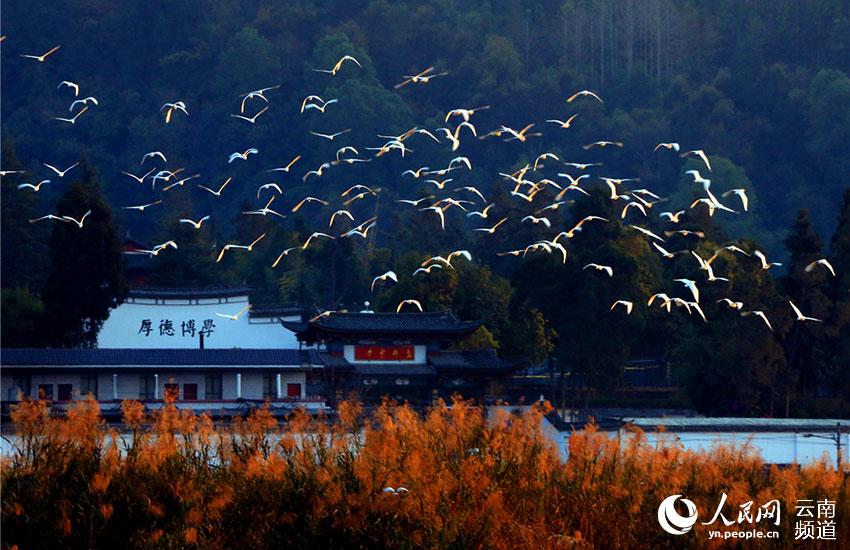 67 tipos de aves acuáticas te ofrecen la bienvenida en Tengchong