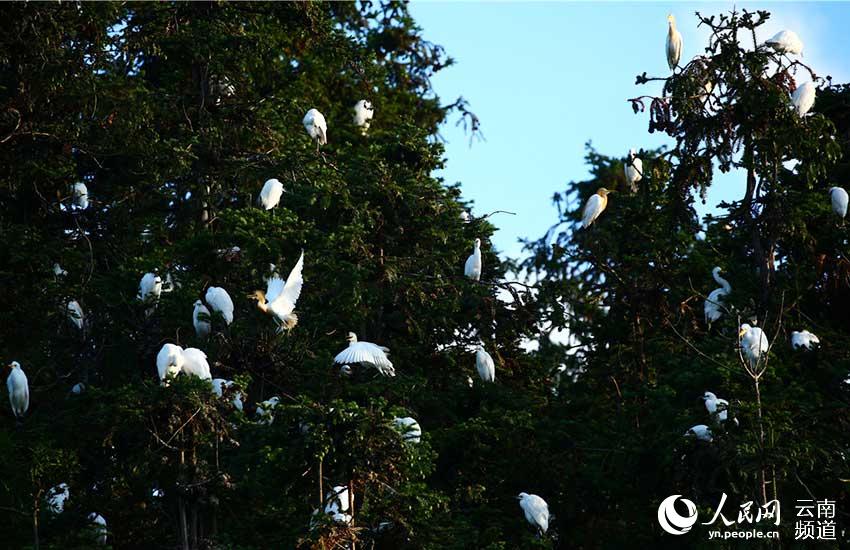 67 tipos de aves acuáticas te ofrecen la bienvenida en Tengchong