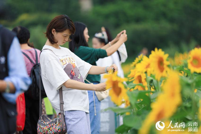 Los girasoles de Yunnan posan para un idílica postal de verano