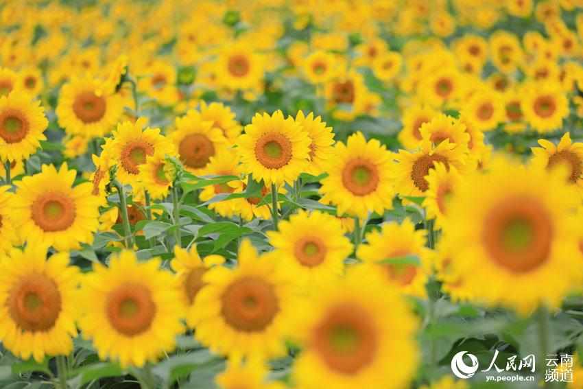 Los girasoles de Yunnan posan para un idílica postal de verano