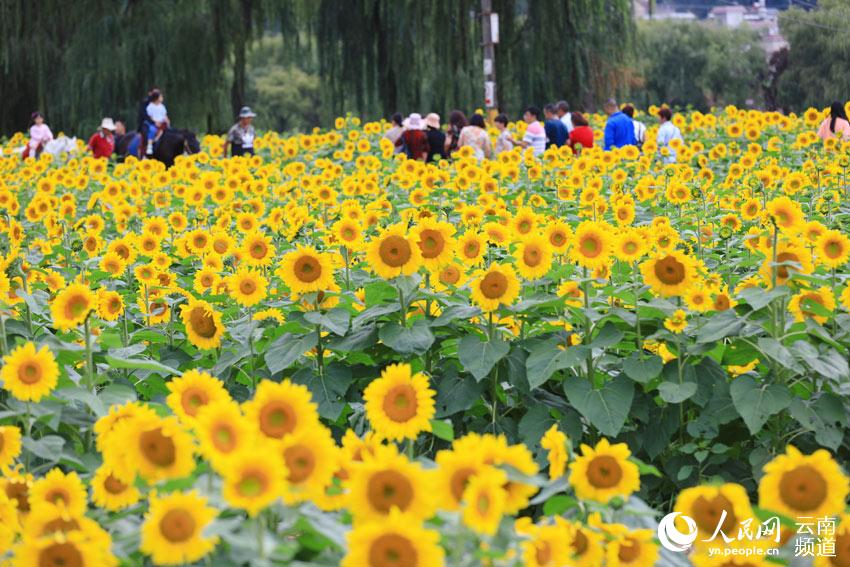 Los girasoles de Yunnan posan para un idílica postal de verano