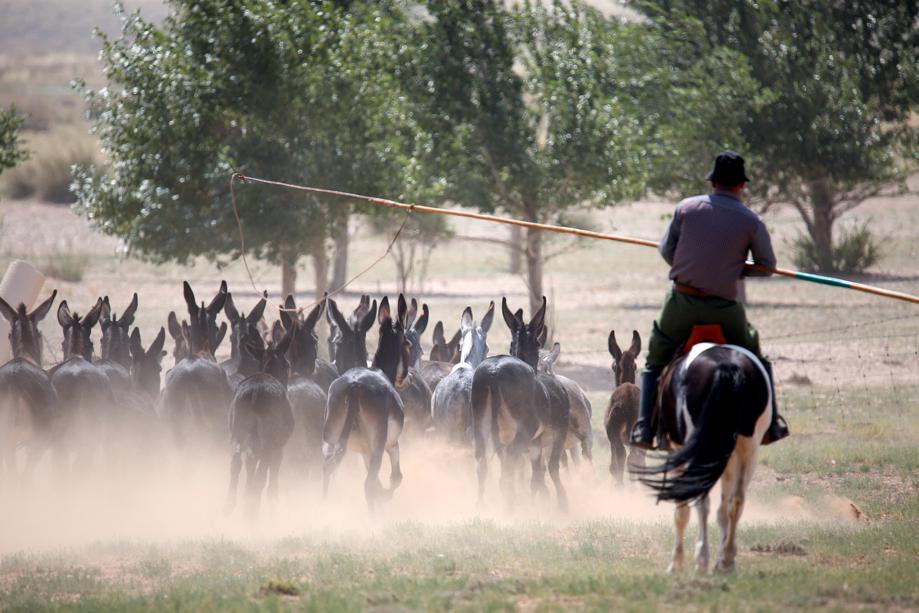 El tradicional tiro del lazo mongol busca atrapar un impredecible invitado