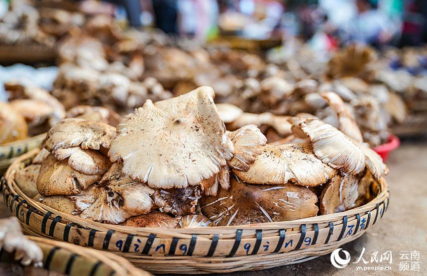 La foto muestra una especie de hongo comestible llamado termitomyces albuminosus.