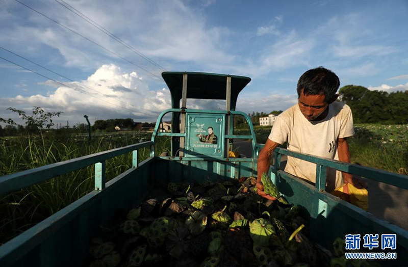 Un agricultor cosecha vainas de loto en la aldea de Xianghua, condado de Zixing, provincia de Hunan, en el centro de China, el 21 de julio de 2021. (Foto / Xinhua)