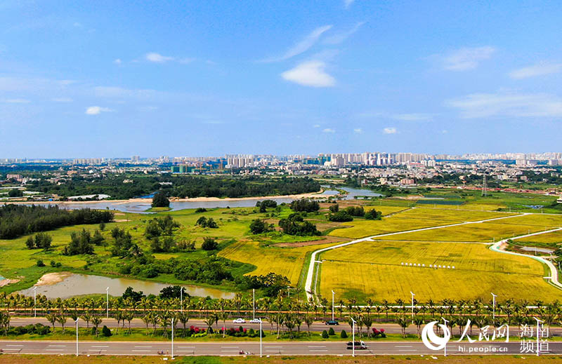 Campos de arroz en Jiangdong, Haikou, provincia de Hainan. (Foto: Pueblo en Línea/ Niu Liangyu)