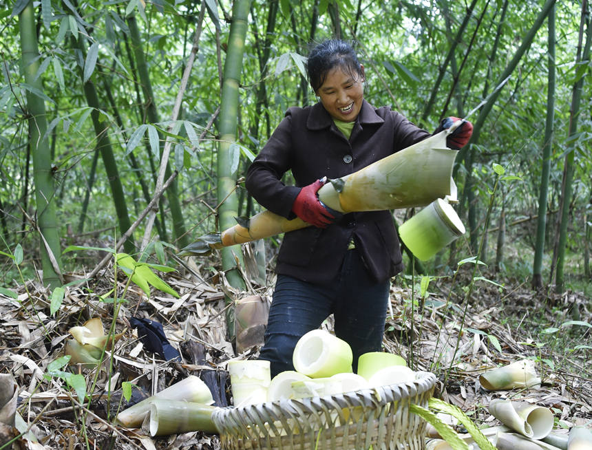 Aldeano cosecha brotes de bambú. (Foto: Huang He)