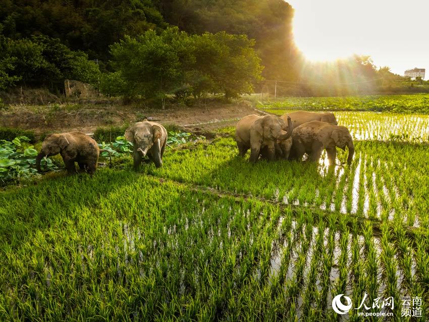 Inolvidables momentos de la caminata de los famosos elefantes asiáticos de Yunnan