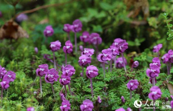 La Pedicularis humilis florece en Yunnan