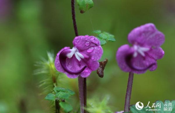 La Pedicularis humilis florece en Yunnan