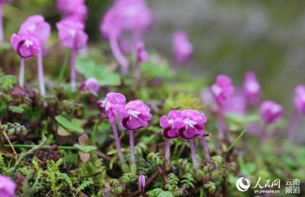 La Pedicularis humilis florece en Yunnan