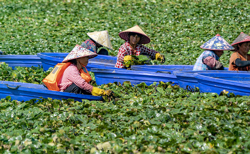 Comienza la temporada de cosecha de casta?as de agua en Jiangxi