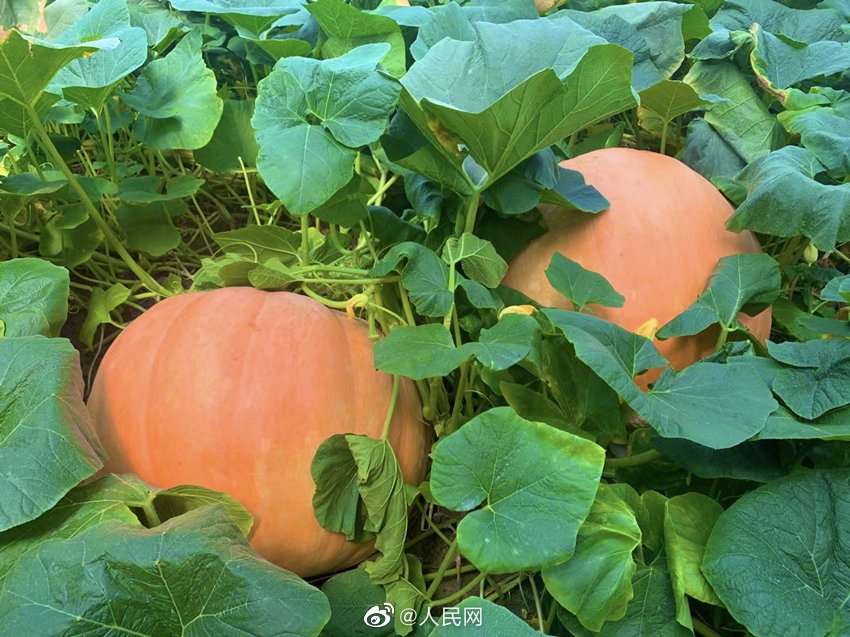 Una granja planta calabazas gigantes de 100 kilogramos en Chengdu