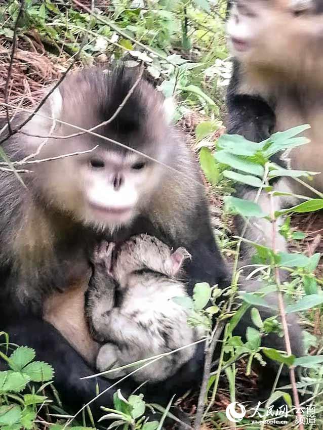 Nace un mono de nariz chata de Yunnan en una reserva natural 