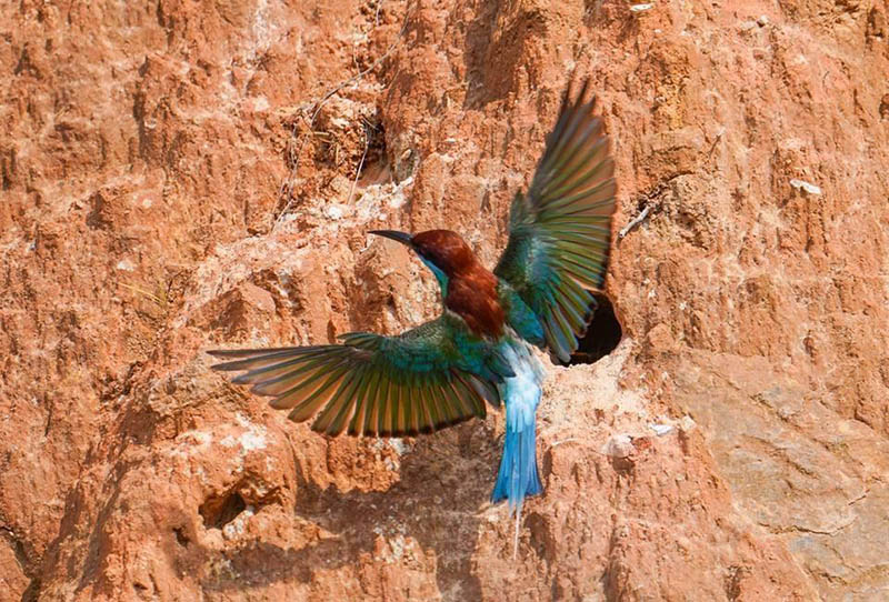 Los abejarucos de garganta azul, un ave rara vez vista en China, anidan en el condado Wuping, provincia de Fujian. [Foto de Li Guochao / para chinadaily.com.cn]