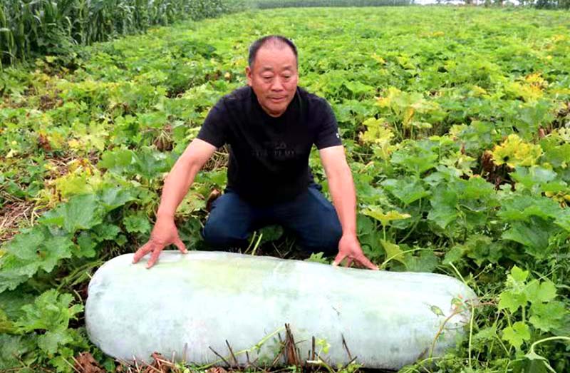 La foto muestra a Zhang Fuxin y una de sus calabazas chinas. (Foto / Yang Junhao)