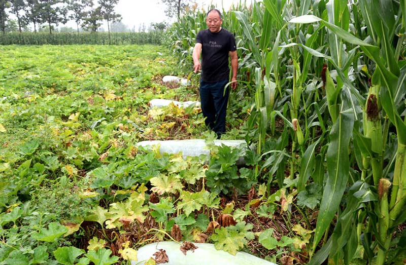 La foto muestra a Zhang Fuxin y sus calabazas chinas. (Foto / Zhang Fuqing)