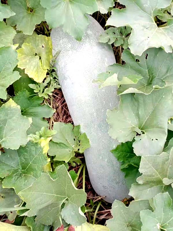 La foto muestra una calabaza china. (Foto / Cao Quanling)