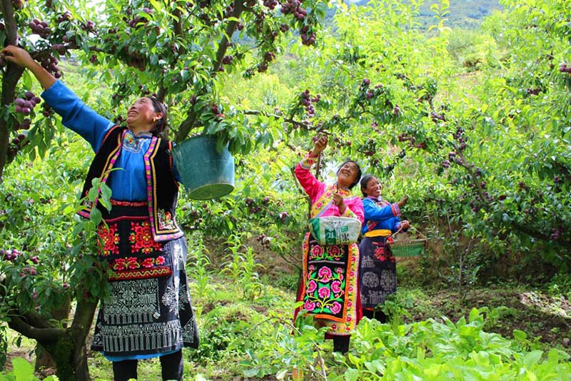 Los agricultores recogen ciruelas en Wenchuan, provincia de Sichuan. (Foto: cortesía del Departamento de Comunicación del Comité del PCCh de Wenchuan)