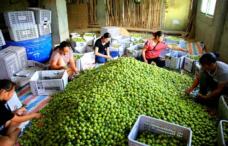 Clasificación de ciruelas en un huerto de Wenchuan, provincia de Sichuan. (Foto: cortesía del Departamento de Comunicación del Comité del PCCh de Wenchuan)