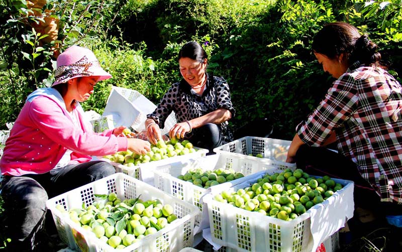 Clasificación de ciruelas en un huerto de Wenchuan, provincia de Sichuan. (Foto: cortesía del Departamento de Comunicación del Comité del PCCh de Wenchuan)