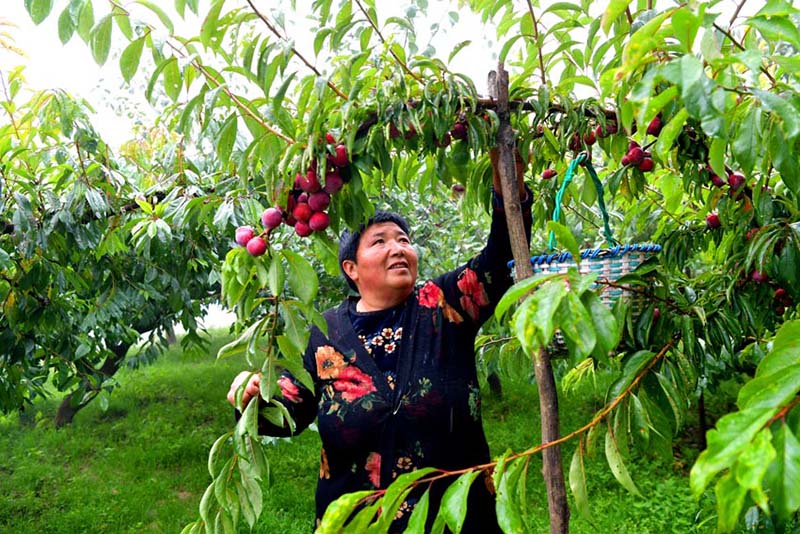 Cosecha de ciruelas en Wenchuan, provincia de Sichuan. (Foto: cortesía del Departamento de Comunicación del Comité del PCCh de Wenchuan)