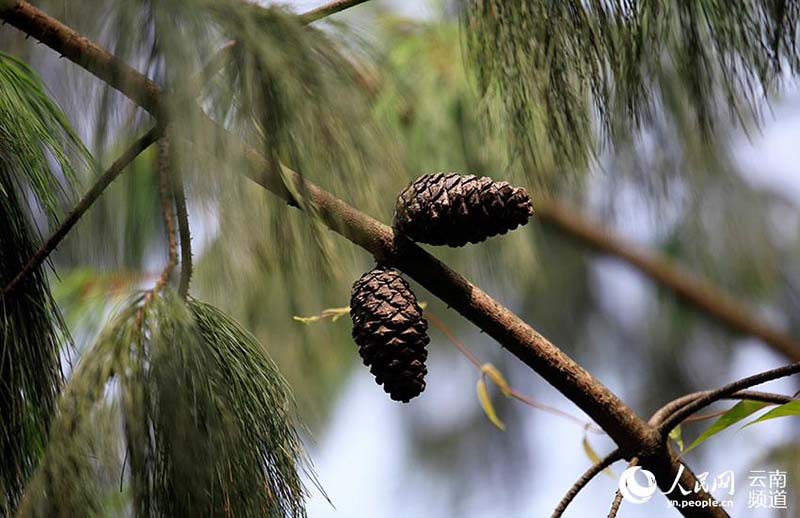 Pinos de cinco agujas de Qiaojia recuperan terreno perdido en Yunnan