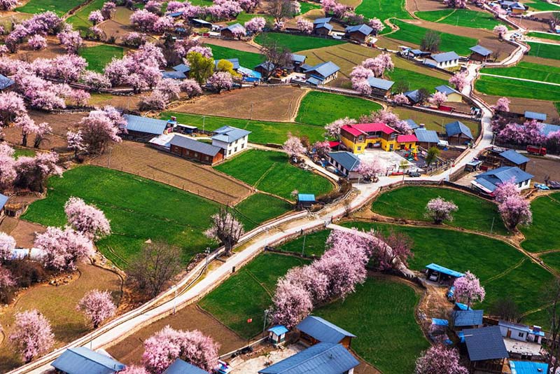 El 26 de marzo de 2021, las flores de durazno están en plena floración en la aldea de Lhoma en el condado Zayul, en la región autónoma del Tíbet, suroeste de China. (You Jinhua / Pueblo en Línea)