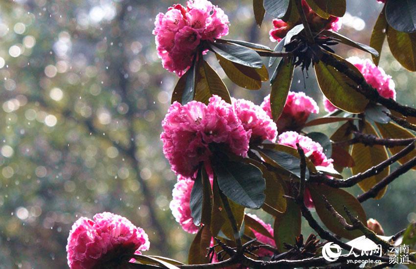 Azalea, una de las ocho flores más populares en Yunnan