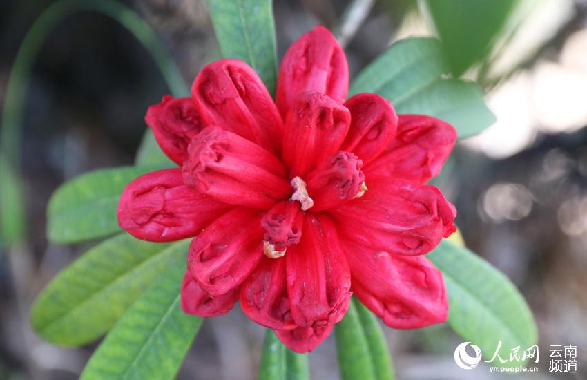 Azalea, una de las ocho flores más populares en Yunnan