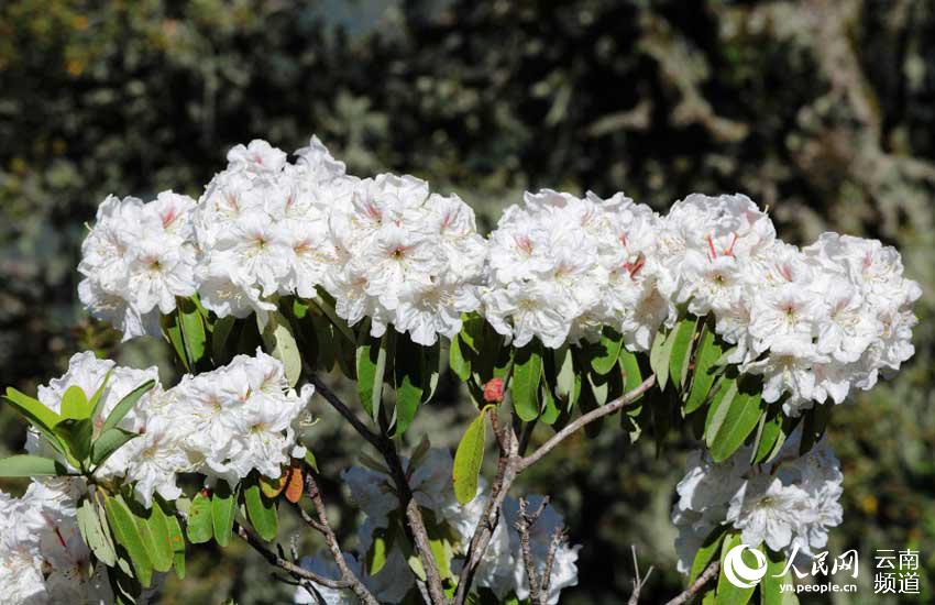 Azalea, una de las ocho flores más populares en Yunnan