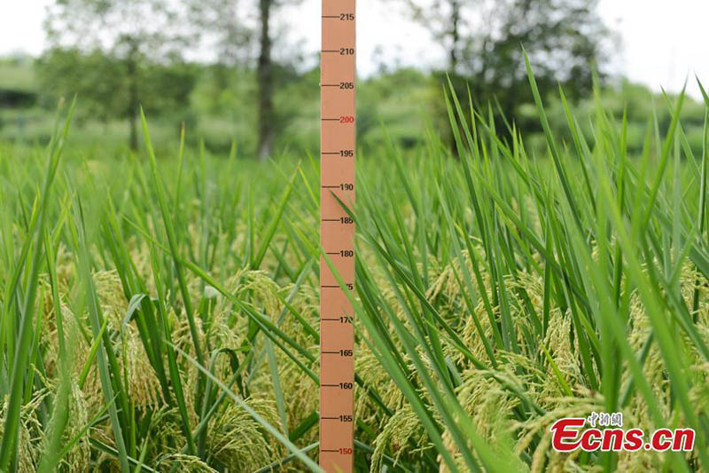 China cultiva con éxito 'arroz gigante' de 2 metros de altura en Chongqing