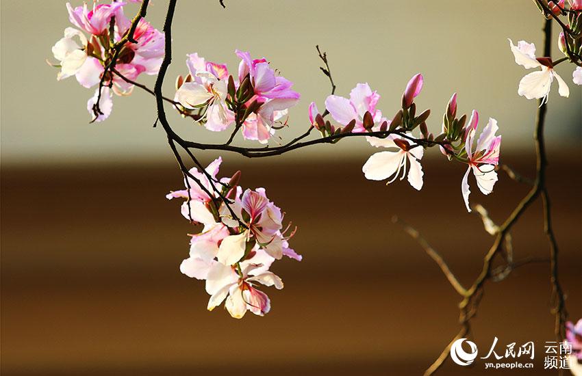 Reserva Natural Xiaoheishan en Yunnan: hábitat ideal para plantas silvestres raras