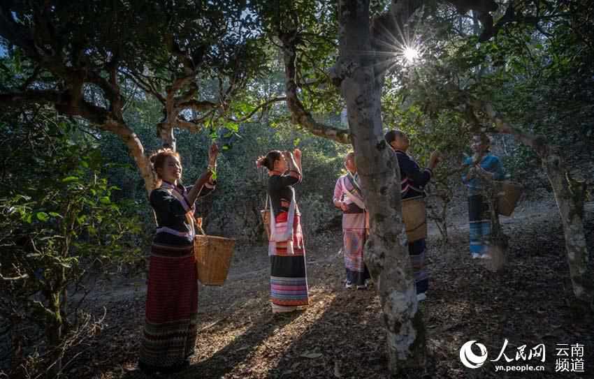 Monta?a Jingmai: cuna de la plantación de té más antigua y mejor conservada del mundo