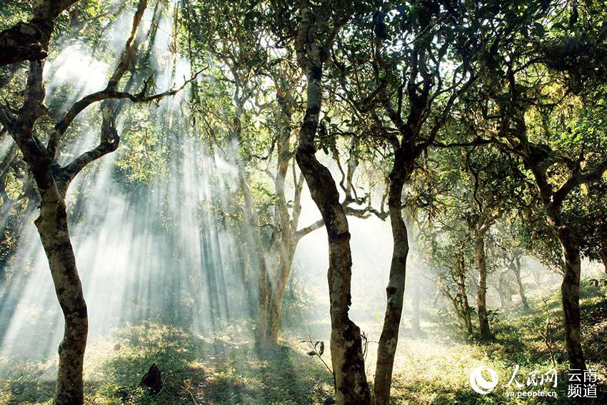 Monta?a Jingmai: cuna de la plantación de té más antigua y mejor conservada del mundo