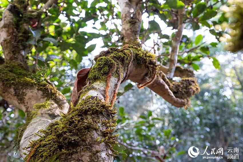 Monta?a Jingmai: cuna de la plantación de té más antigua y mejor conservada del mundo