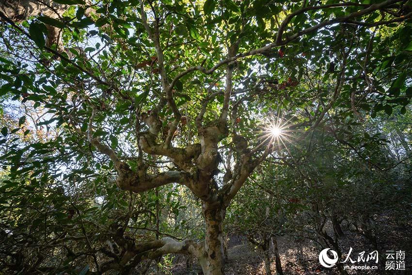 Monta?a Jingmai: cuna de la plantación de té más antigua y mejor conservada del mundo