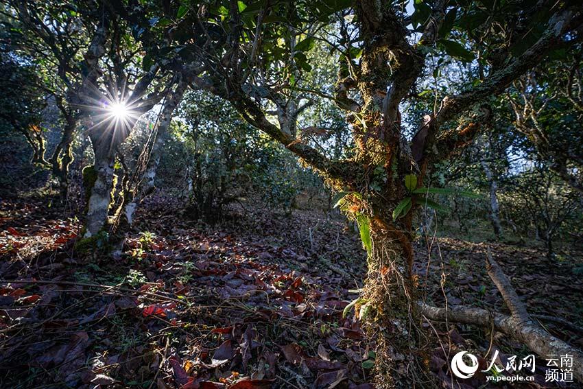 Monta?a Jingmai: cuna de la plantación de té más antigua y mejor conservada del mundo