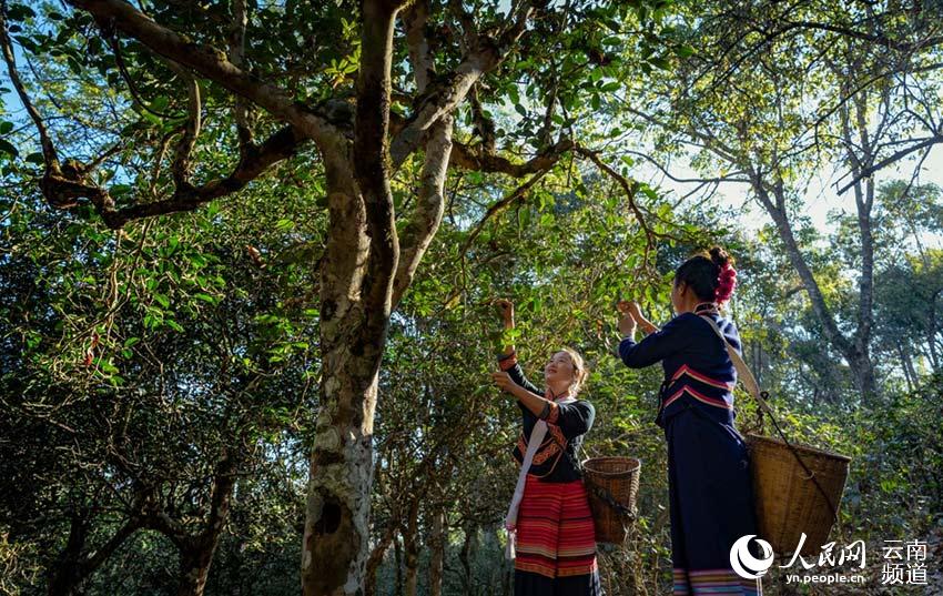 Monta?a Jingmai: cuna de la plantación de té más antigua y mejor conservada del mundo