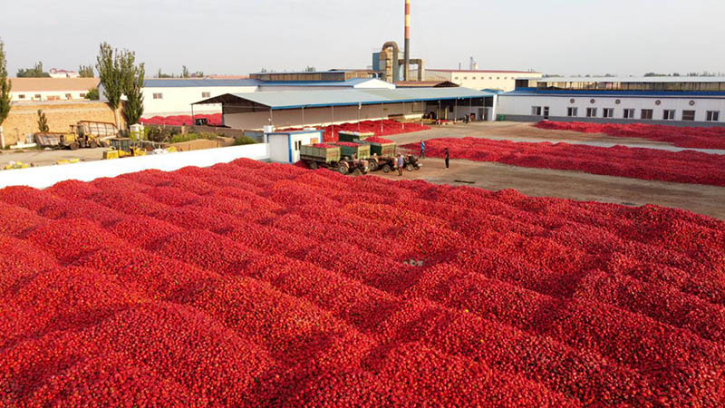 Más de 300.000 toneladas de pimientos deshidratados se producen anualmente en Bayannuur, Mongolia Interior, para la exportación. [Foto de Qi Hongyan / para chinadaily.com.cn]