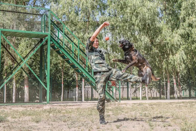 Canes aprenden habilidades policíacas de rescate y ataque en Ningxia