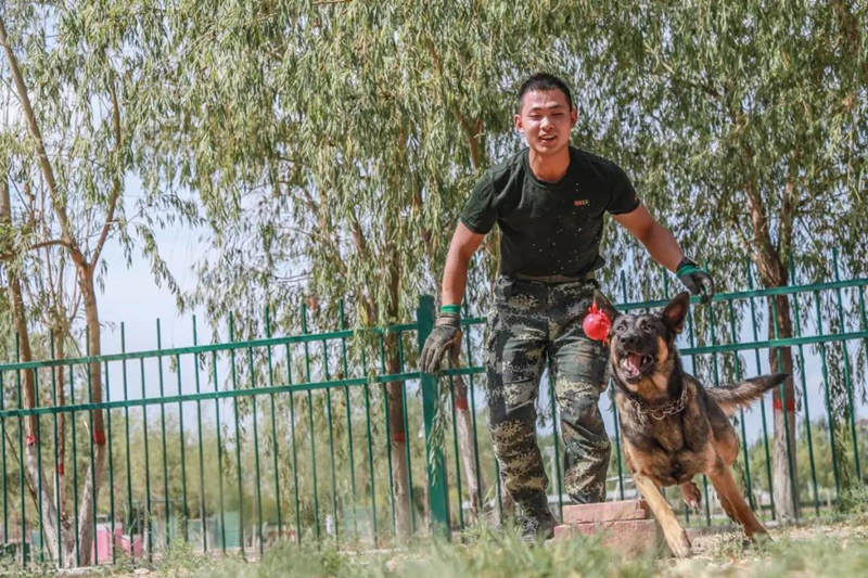 Canes aprenden habilidades policíacas de rescate y ataque en Ningxia