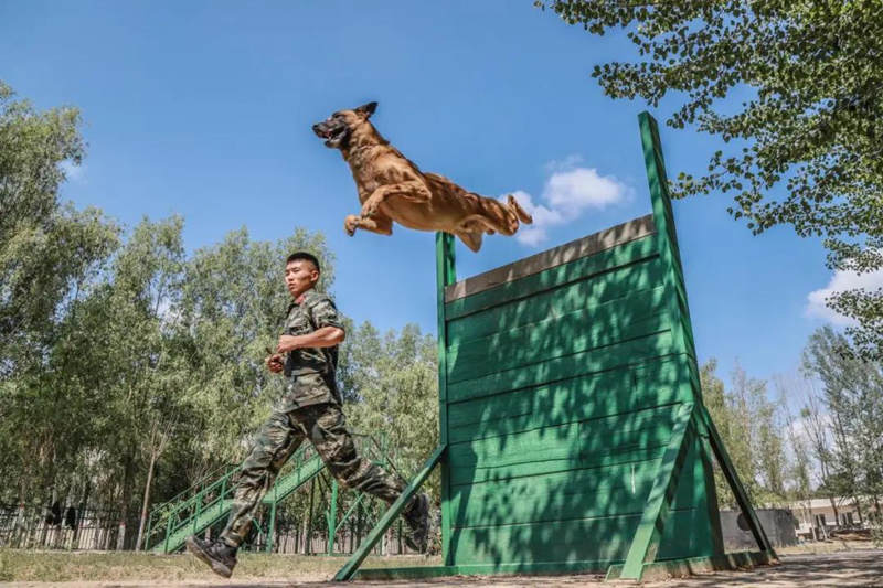 Canes aprenden habilidades policíacas de rescate y ataque en Ningxia