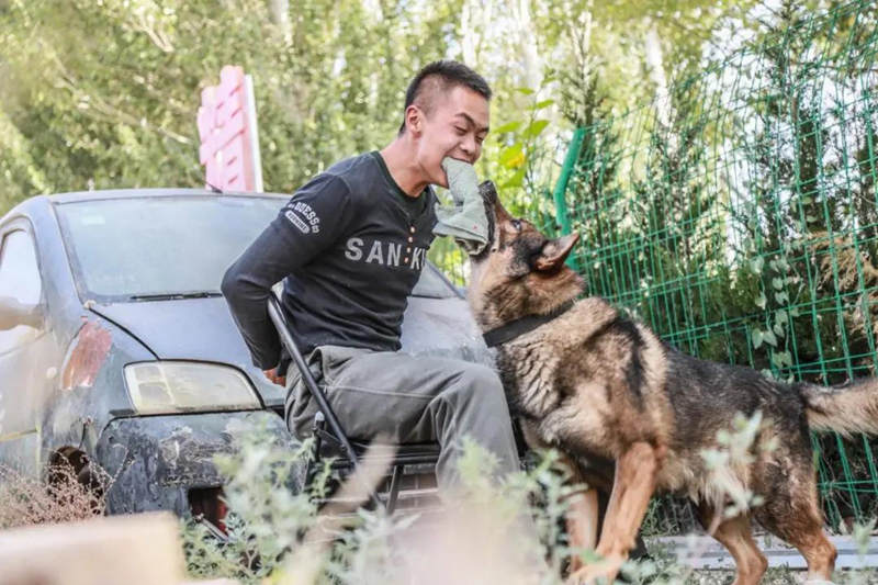 Canes aprenden habilidades policíacas de rescate y ataque en Ningxia